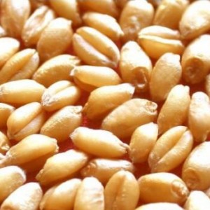 養殖求購：玉米、高粱、小麥、大豆