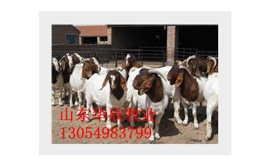 湖南懷孕波爾山羊價格，四川懷孕波爾山羊價格