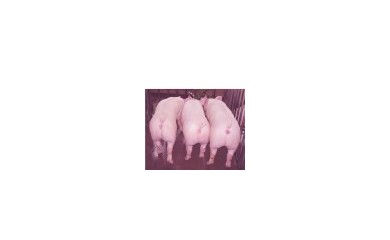 強達豬場發布招商信息