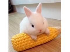 中國民族品牌