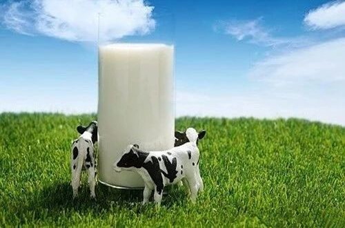 牛初乳是什么？有什么作用？中國十大牛初乳品牌排行榜一覽