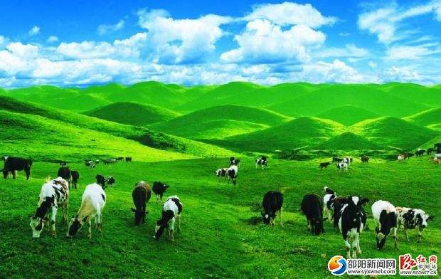 南山乳業：攻克難關 不斷提高牛奶質量