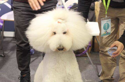 寵物沐浴露什么牌子好 Dogguard犬守衛寵物沐浴露受歡迎