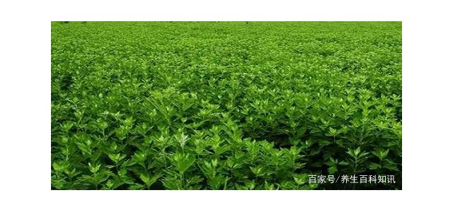 華西攀威弘揚中醫藥文化，保護國民健康