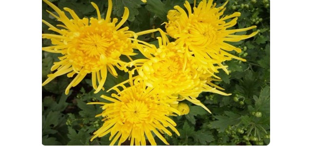 “中國菊花之鄉”，安陽市林州市茶店鎮太行菊花